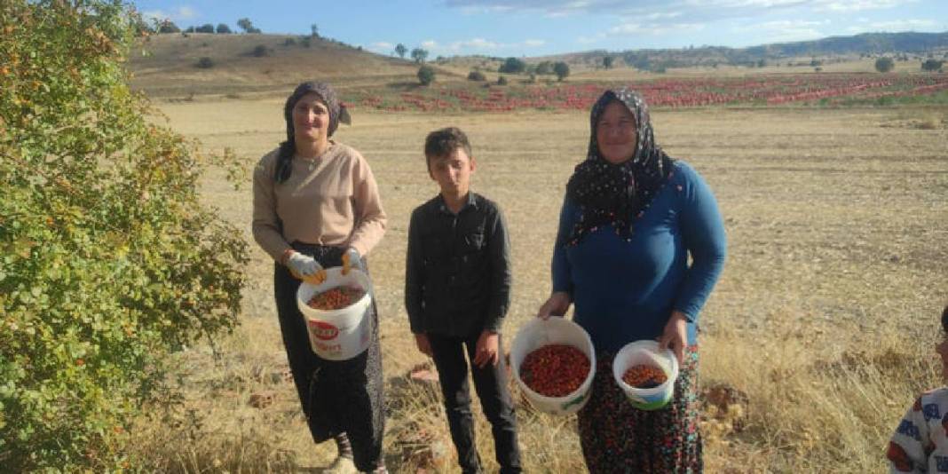 Toplaması emek istiyor, faydaları saymakla bitmiyor! Yozgat’ta zorlu mesai başladı: Mevsiminde hepsi sepetlere doluyor 3